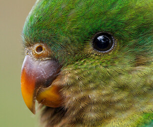 绿鹦鹉特写