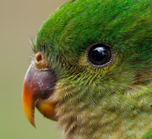 绿鹦鹉特写