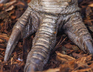 锋利的恐龙爪子特写