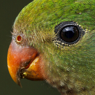 绿鹦鹉特写