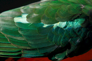 翠绿绚丽的鸟羽特写