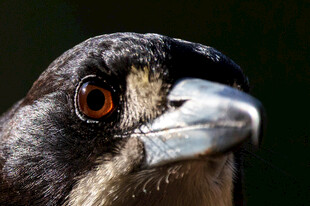 炯炯有神的鸟眼