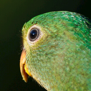 绿鹦鹉特写