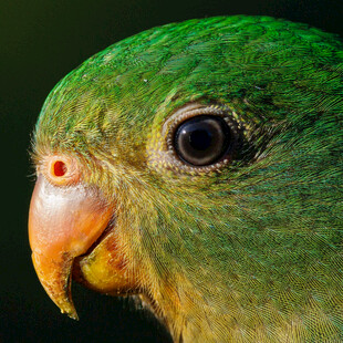 绿鹦鹉特写