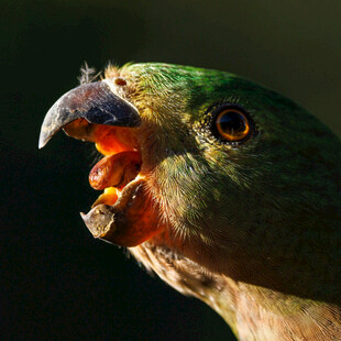 张嘴鸣叫的绿鹦鹉
