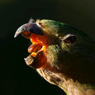 张嘴鸣叫的多彩鹦鹉