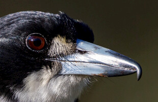 黑白色鸟儿特写