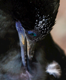 黑鸟特写专注打理羽毛