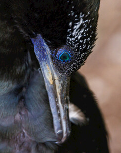 蓝眼鸬鹚特写