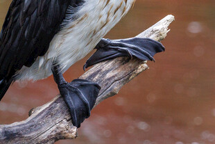 鸬鹚的爪部特写