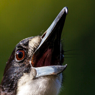 张嘴鸣叫的小鸟