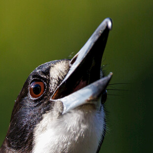 仰头鸣叫的黑白小鸟