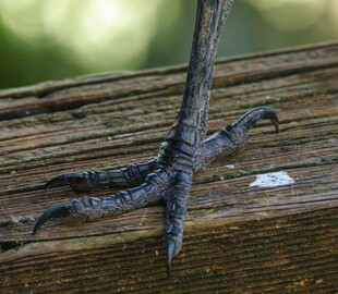 鸟爪紧抓木板特写