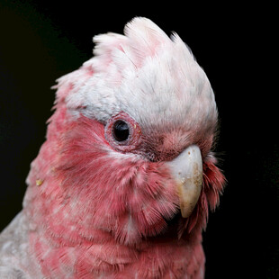 粉红凤头鹦鹉特写