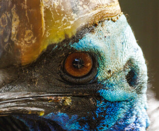 奇异蓝眼生物特写