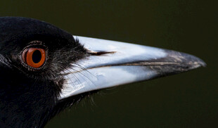 黑羽红眸鸟的特写