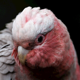 粉红凤头鹦鹉特写