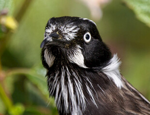 黑白相间小鸟特写