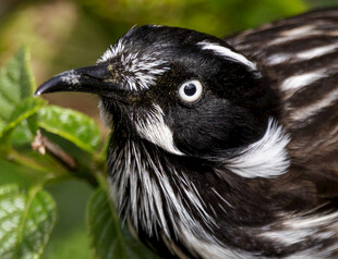 黑白条纹鸟特写