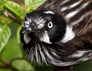 黑白条纹小鸟凝视镜头