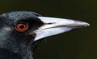 黑羽红眸尖喙鸟特写