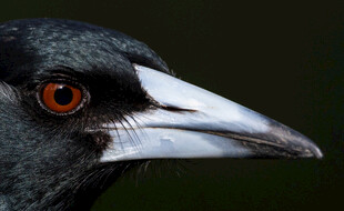 黑羽红眸鸟特写