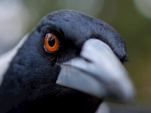 黑羽鸟特写醒目橙眼