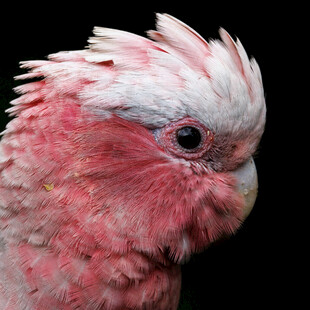 粉红凤头鹦鹉特写