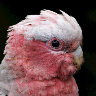 粉红凤头鹦鹉特写