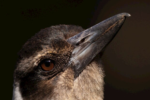 鸟的头部与尖喙