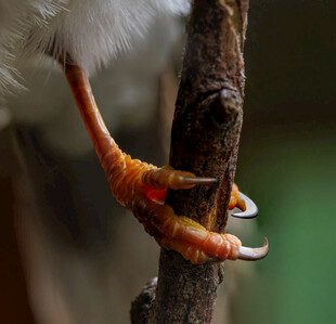 鸟爪紧握树干特写