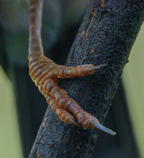 鸟爪紧抓树干特写