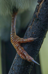 鸟爪紧抓树枝特写