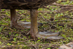 鸭子的脚掌特写