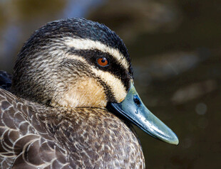 漂亮的鸭类头部