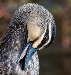 低头的灰羽水鸟