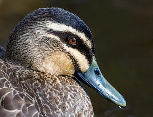 独特斑纹的野鸭子