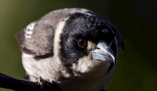 黑羽小鸟栖息枝头
