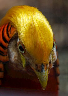 金红色锦鸡特写