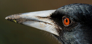 黑鸟特写橙眼尖喙