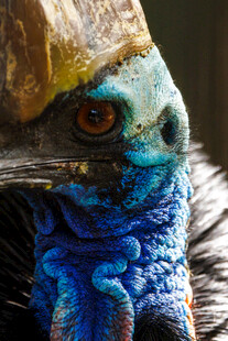 奇异蓝羽鸟特写