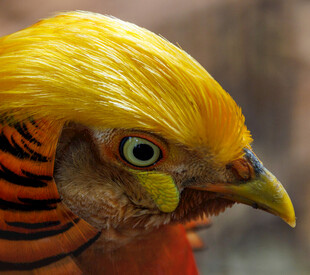 金红色锦鸡头部特写