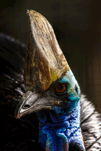 独特冠羽的奇异鸟类