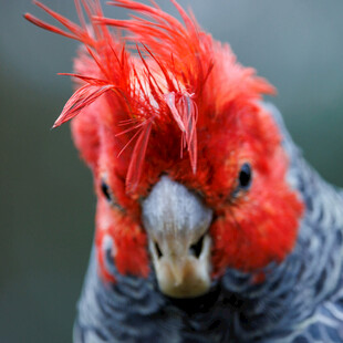 红羽凤头鹦鹉特写