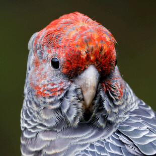 红顶灰鹦鹉特写