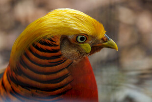 金红色锦鸡特写