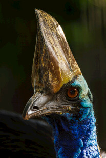 奇异蓝羽冠鸟特写