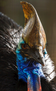 奇异冠羽的独特鸟类