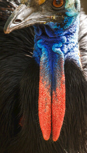 色彩艳丽的奇特鸟类