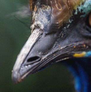 孔雀特写精致喙与绚丽羽毛